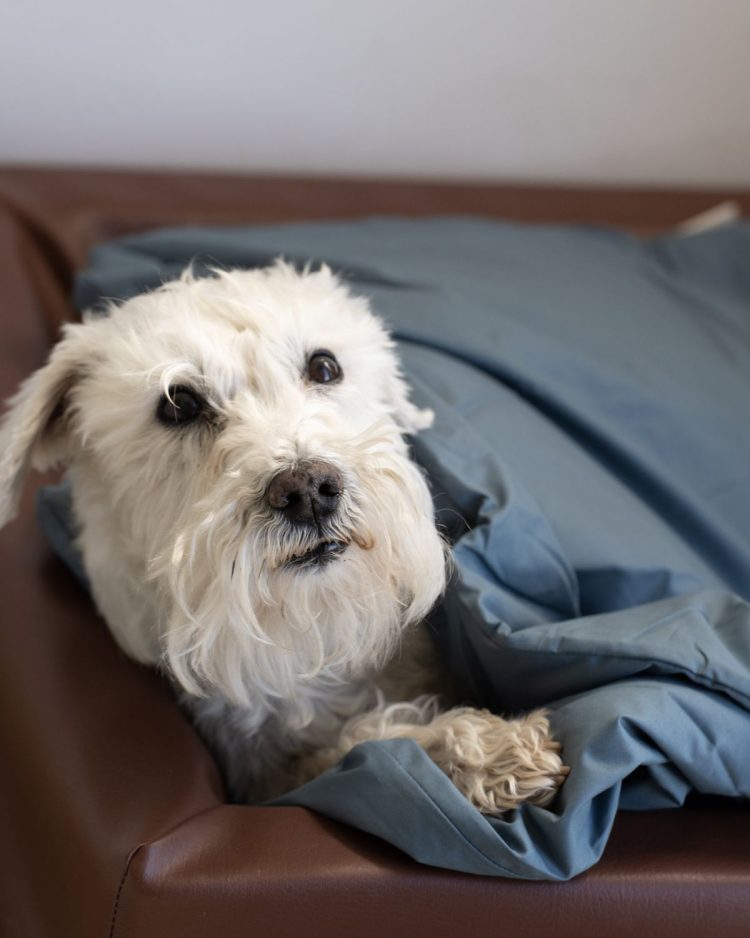 Dog Duvet | Stormy Blue